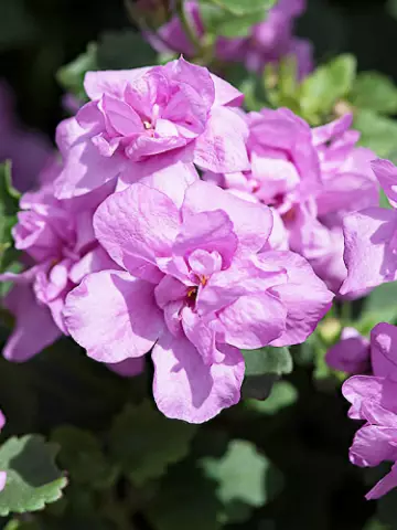 8010. Бакопа Scopia Double Pink (9 шт.)