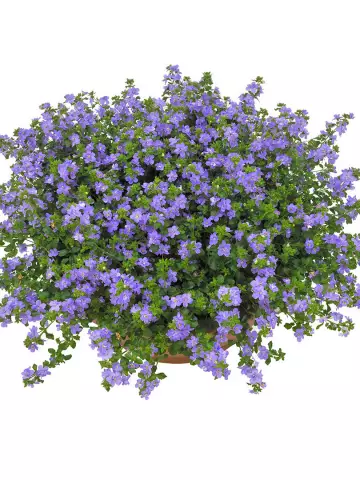 8011. Бакопа Scopia Double Indigo (9 шт.)