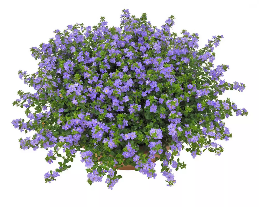 8011. Бакопа Scopia Double Indigo (9 шт.)