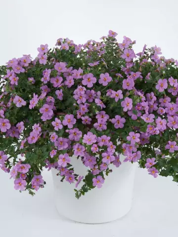 8013. Бакопа Guliver Pink (9 шт.)