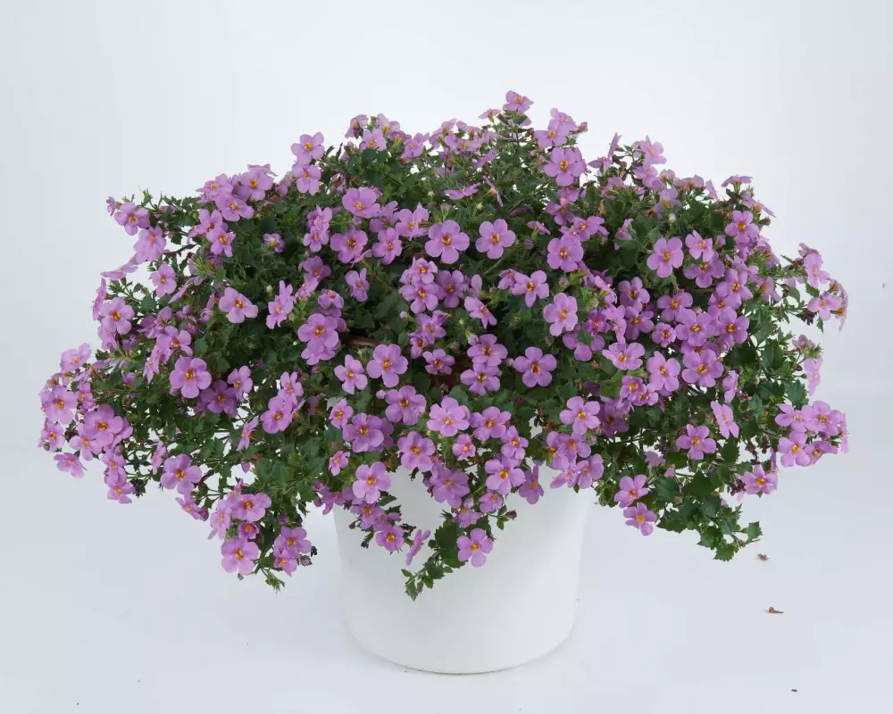 8013. Бакопа Guliver Pink (9 шт.)