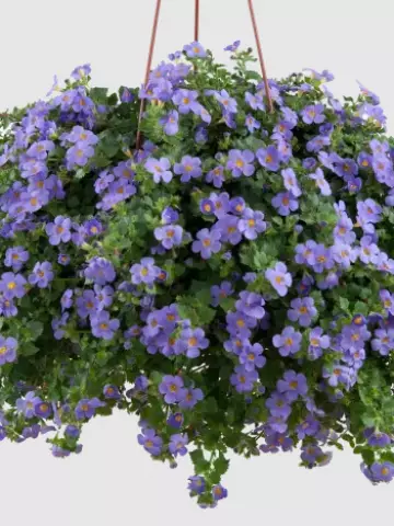 8014. Бакопа Guliver Blue (9 шт.)