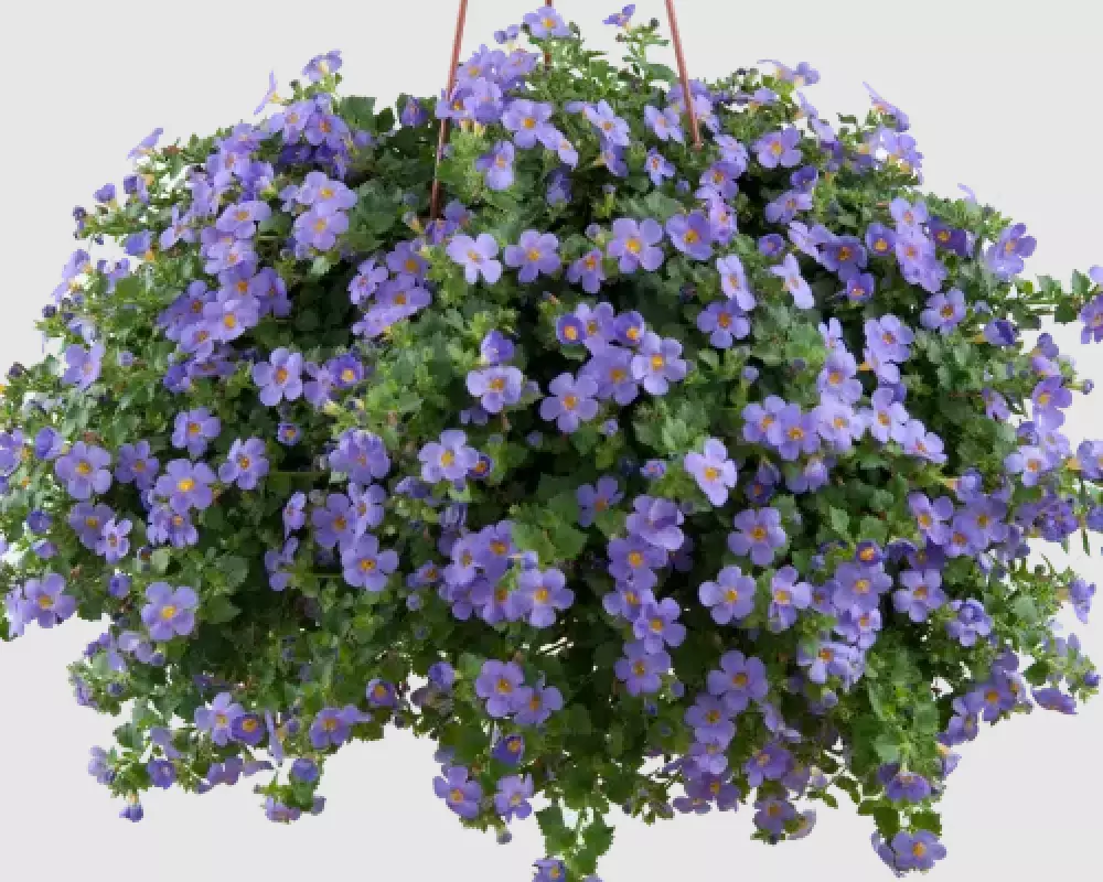 8014. Бакопа Guliver Blue (9 шт.)