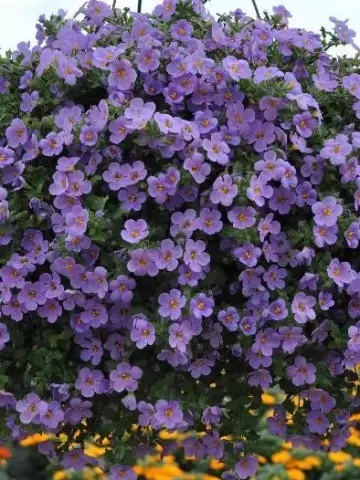8015. Бакопа Gulliver Purple (9 шт.)