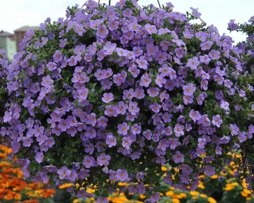 8015. Бакопа Gulliver Purple (9 шт.)