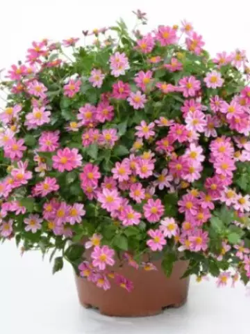 12. Биденс Pretty in Pink Impr. (9 шт.)