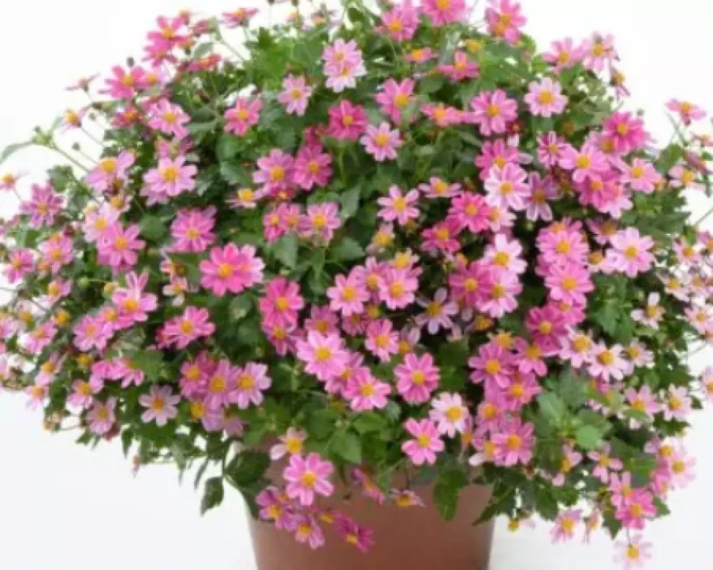 12. Биденс Pretty in Pink Impr. (9 шт.)