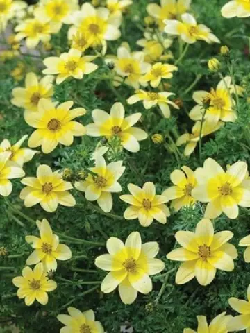 20.  Биденс BIDENS SPOTLIGHT (9 шт.)