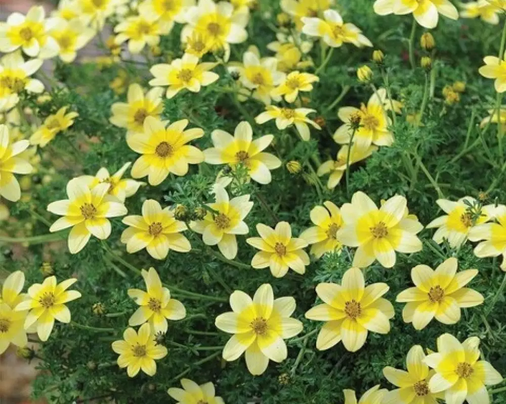 20.  Биденс BIDENS SPOTLIGHT (9 шт.)