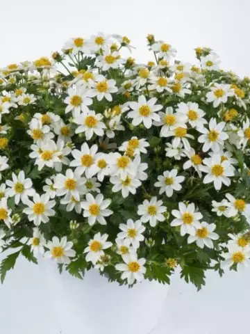 23. Биденс WHITE DELIGHT IMP. (9 шт.)