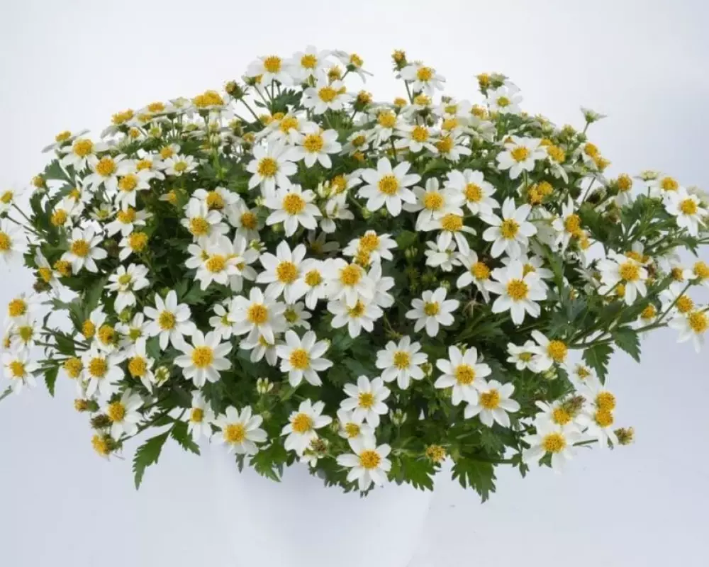 23. Биденс WHITE DELIGHT IMP. (9 шт.)