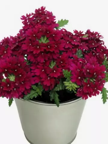 25.Вербена Drums Dark Purple (9 шт.)