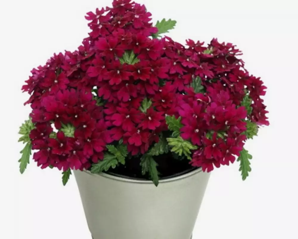 25.Вербена Drums Dark Purple (9 шт.)