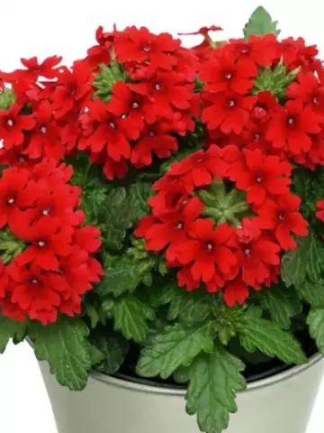 29. Вербена Drums Red (9 шт.)