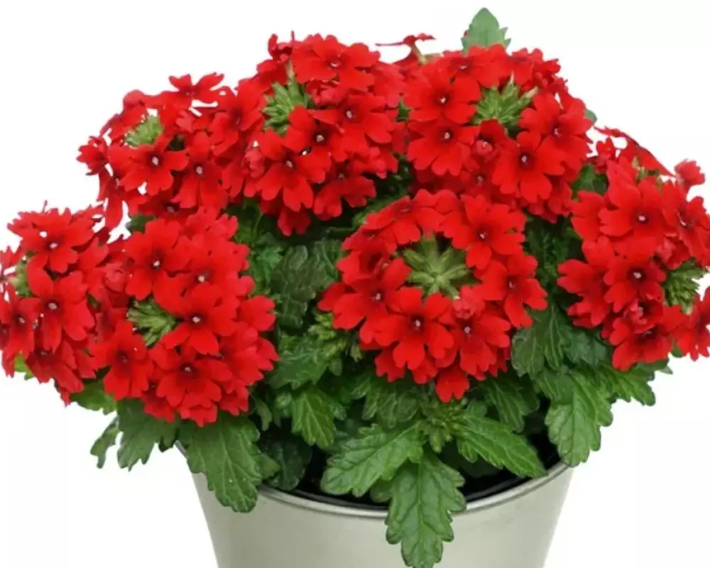 29. Вербена Drums Red (9 шт.)