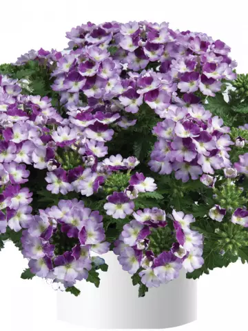 36. Вербена Vanessa Bicolour Purple (9 шт.)