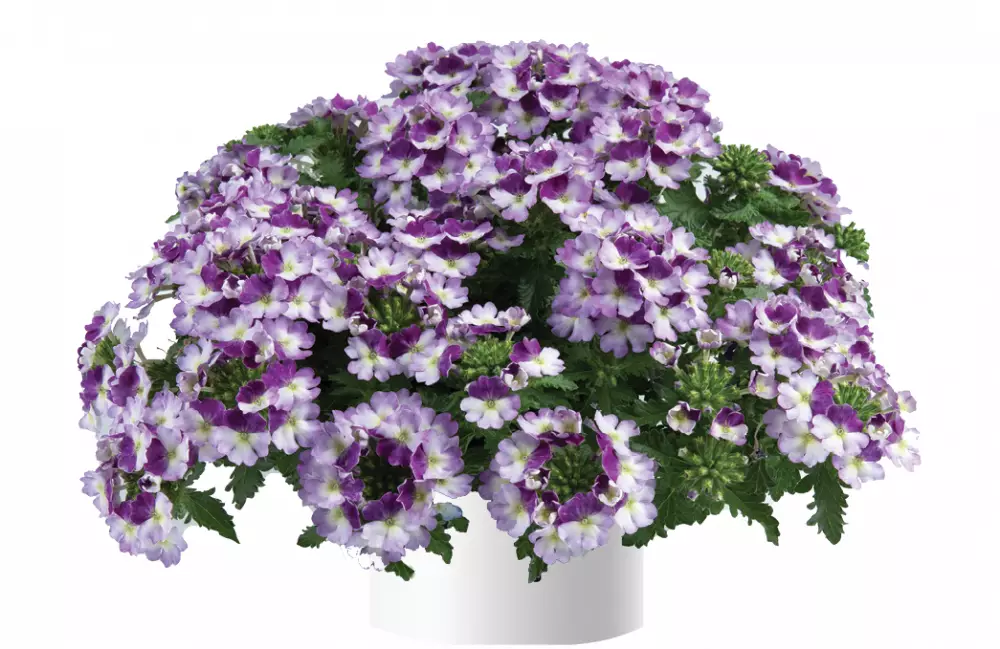 36. Вербена Vanessa Bicolour Purple (9 шт.)