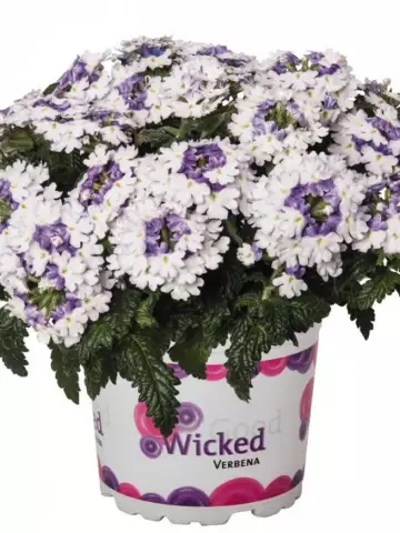 39. Вербена Wicked Purple (9 шт.)
