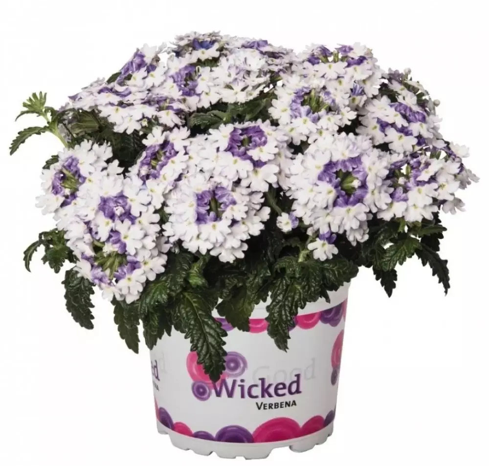 39. Вербена Wicked Purple (9 шт.)