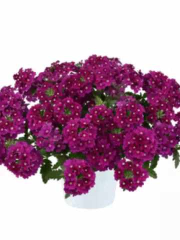 4002. Вербена Vanessa Magenta (9 шт.)