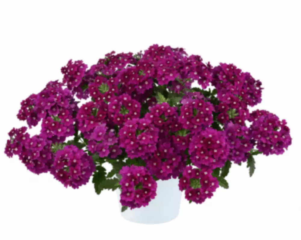 4002. Вербена Vanessa Magenta (9 шт.)