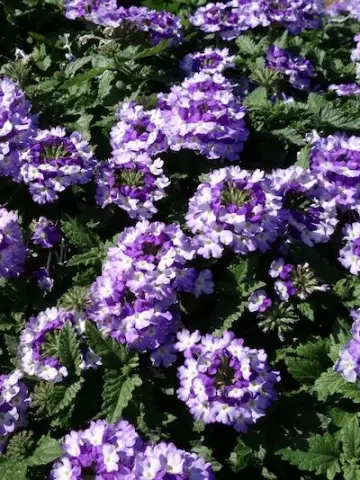 4003. Вербена Vanessa Bicolor Indigo (9 шт.)