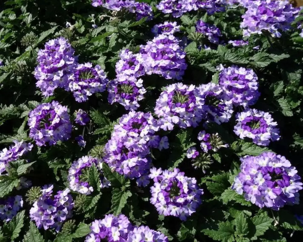 4003. Вербена Vanessa Bicolor Indigo (9 шт.)