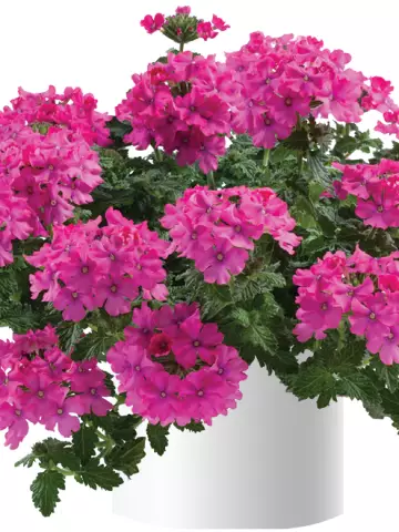 4005. Вербена Vanessa com Deep Pink (9 шт.)