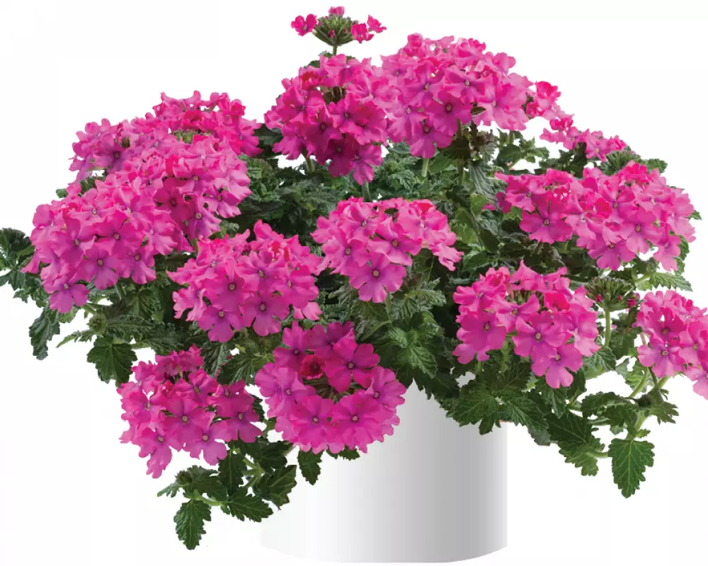 4005. Вербена Vanessa com Deep Pink (9 шт.)