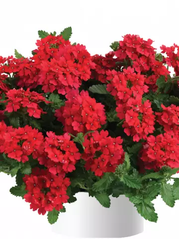 4006. Вербена Vanessa Hot Red (9 шт.)