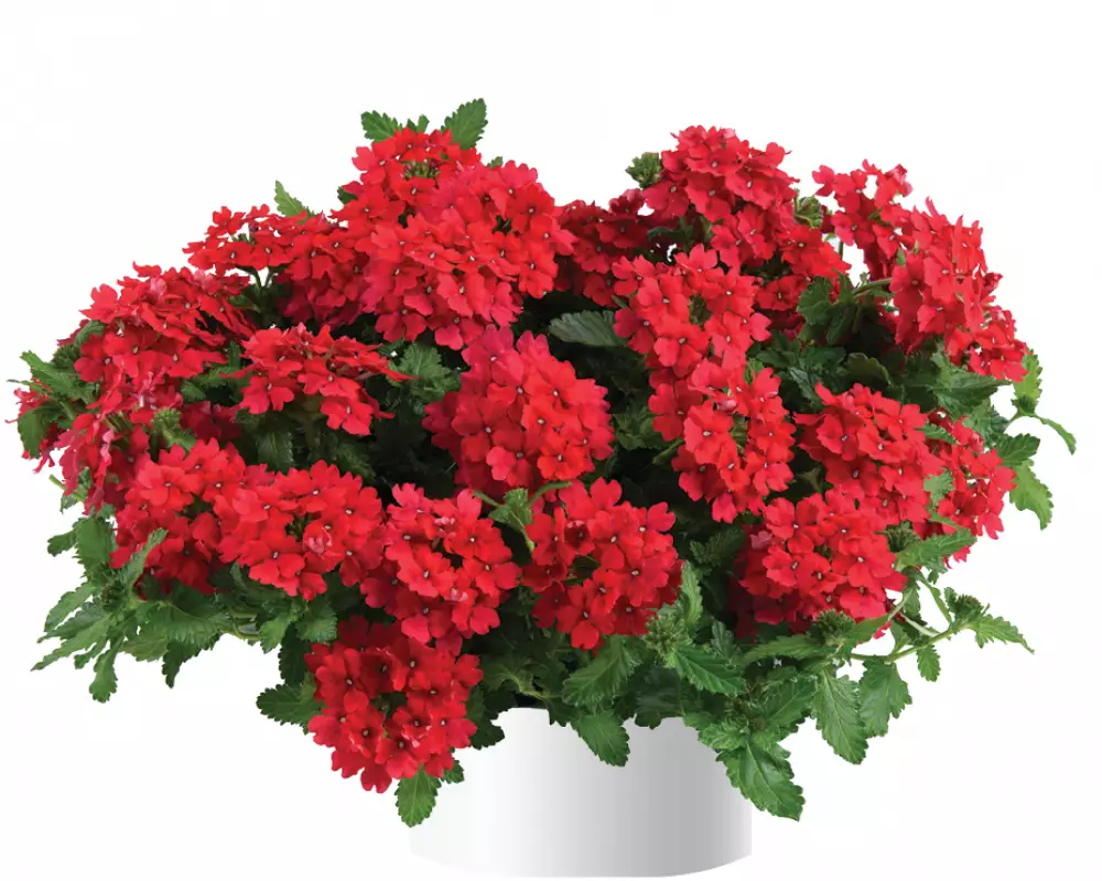 4006. Вербена Vanessa Hot Red (9 шт.)
