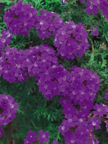 4009.  Вербена Tapien Violet (9 шт.)