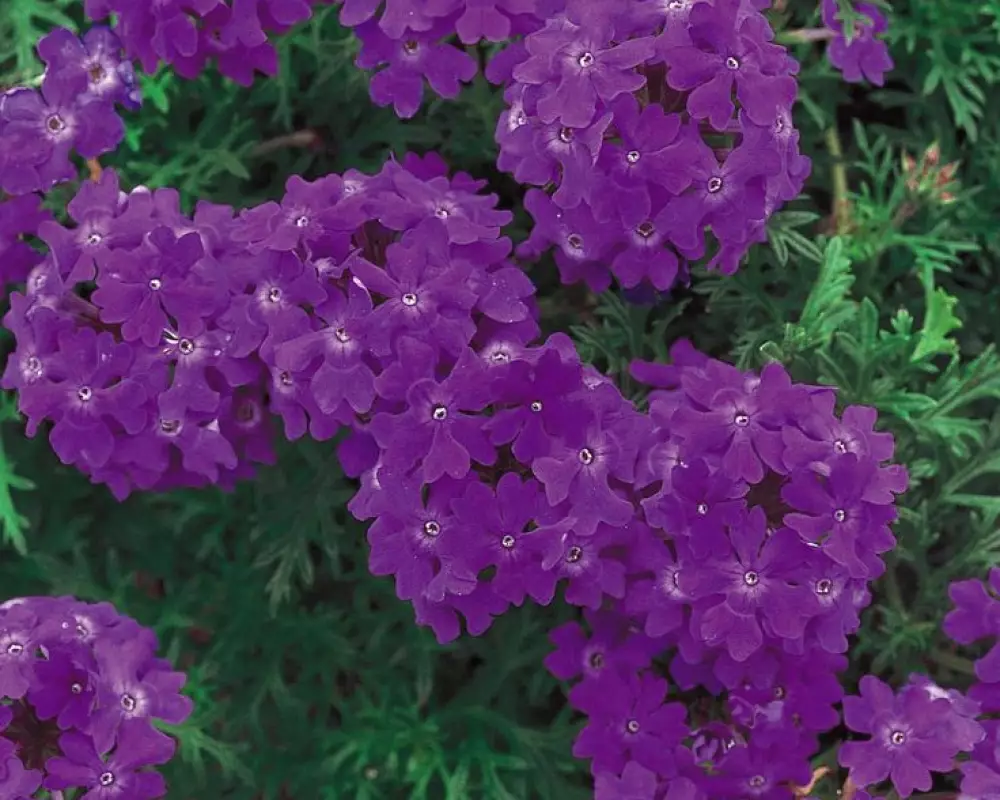 4009.  Вербена Tapien Violet (9 шт.)