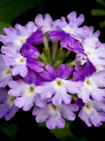 4012. Вербена Tiara Mickey Blue Lavander (9 шт.)