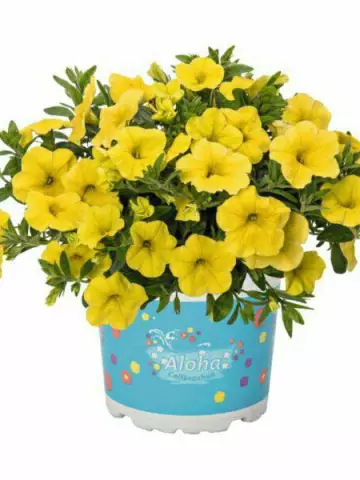 71. Калибрахоа Aloha Kona Yellow (9 шт.)