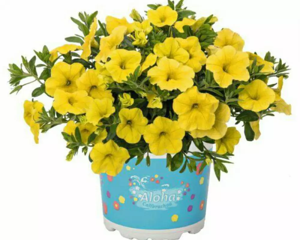 71. Калибрахоа Aloha Kona Yellow (9 шт.)