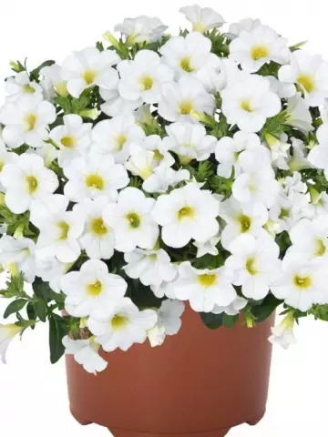72. Калибрахоа Aloha Kona White (9 шт.)