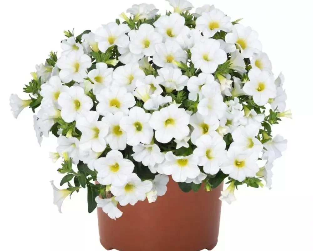 72. Калибрахоа Aloha Kona White (9 шт.)