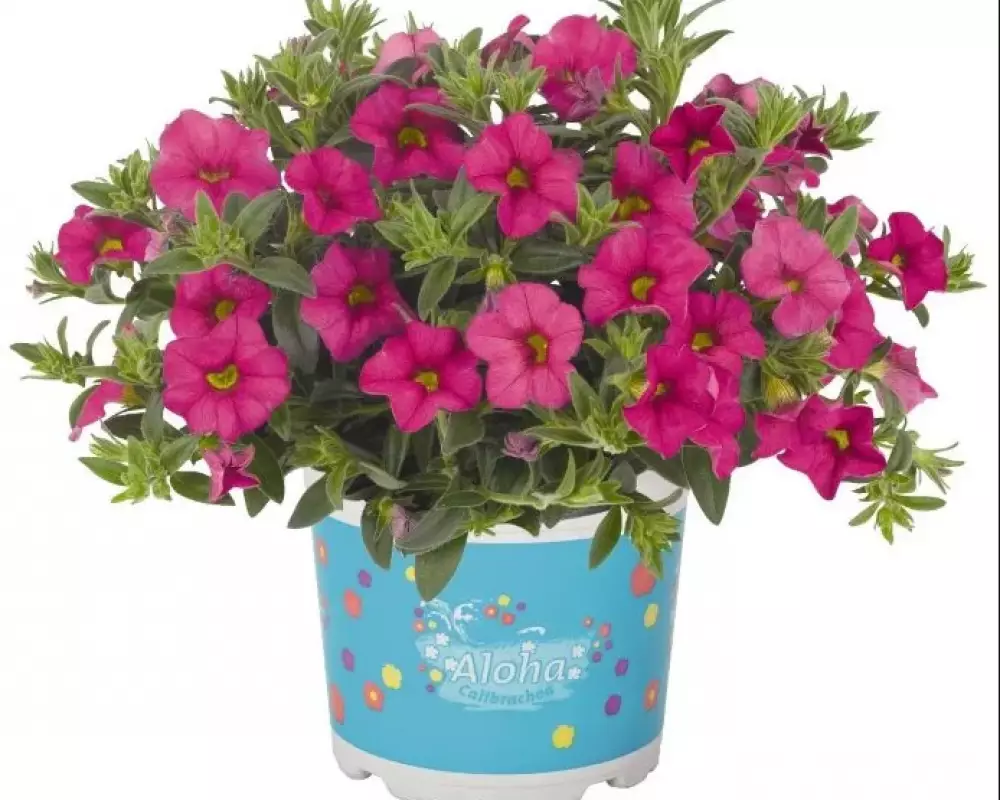 7201. Калибрахоа ALOHA CLASSIC HOT PINK (9 шт.)