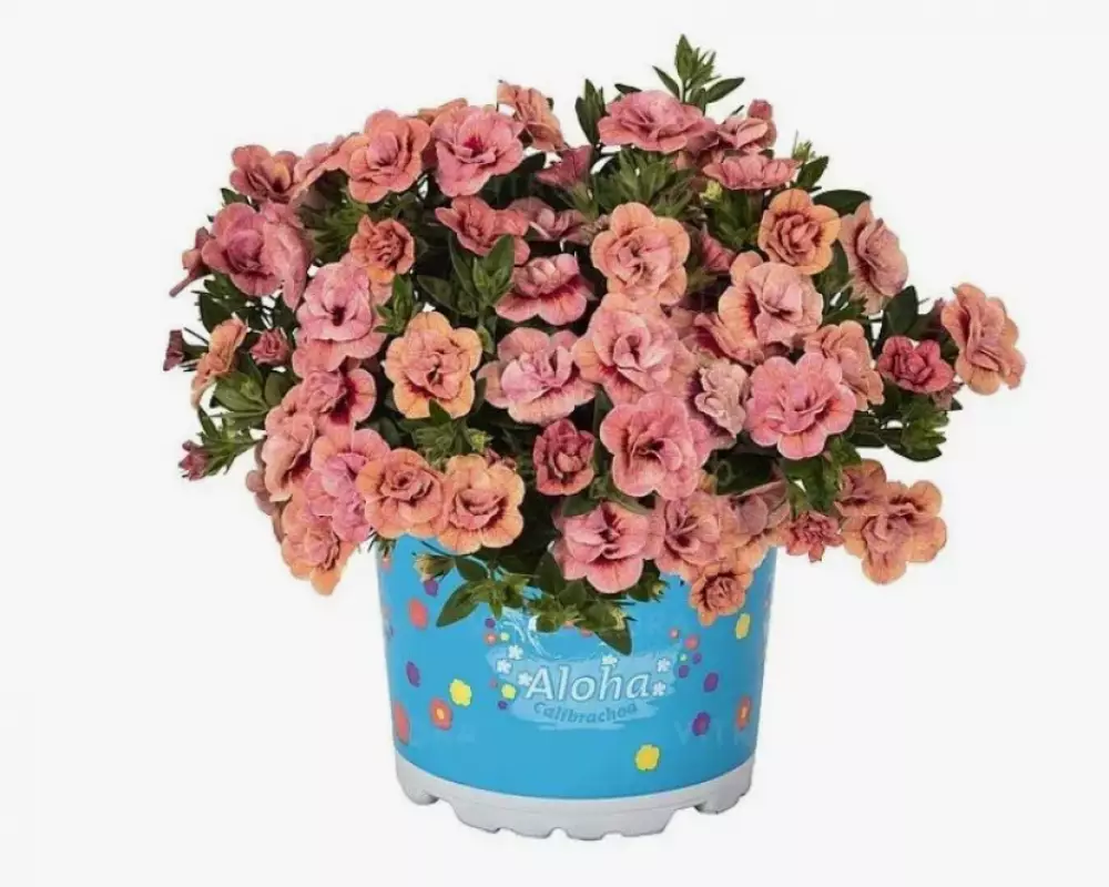 73. Калибрахоа Aloha Double Apricot (9 шт.)