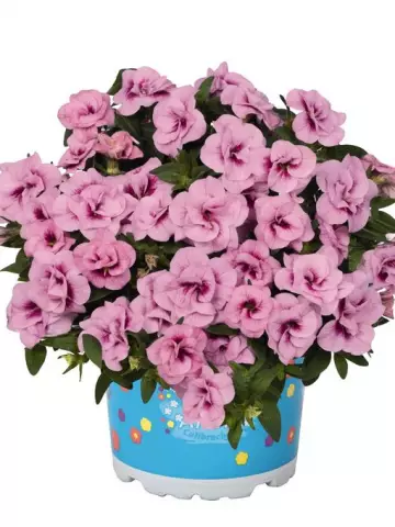 76. Калибрахоа Aloha Double Soft Pink (9 шт.)