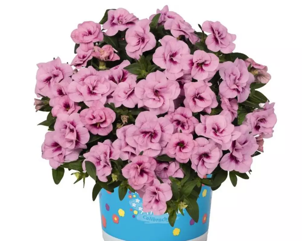 76. Калибрахоа Aloha Double Soft Pink (9 шт.)
