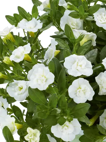77. Калибрахоа Aloha Double White (9 шт.)