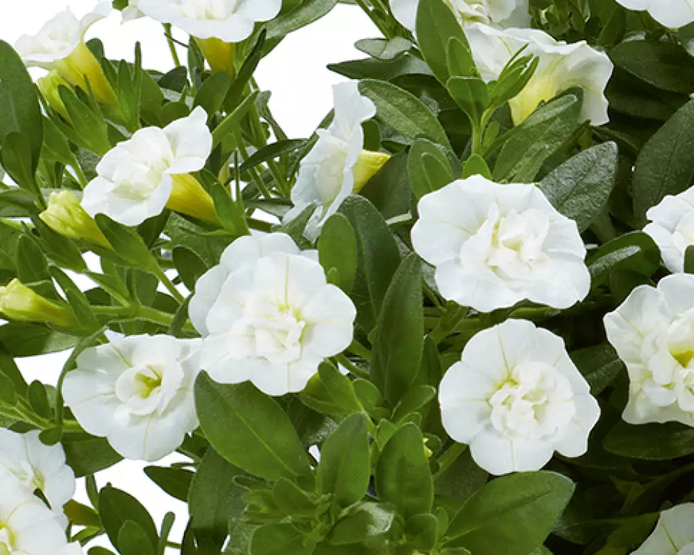 77. Калибрахоа Aloha Double White (9 шт.)