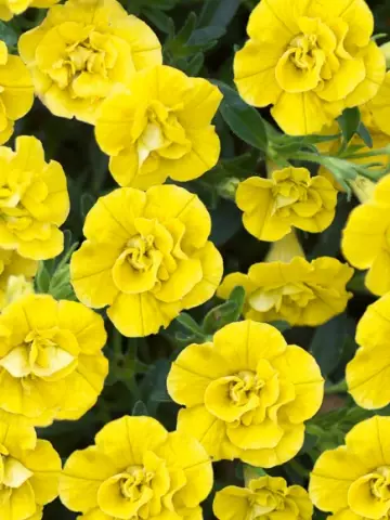 78. Калибрахоа Aloha Double Yellow (9 шт.)