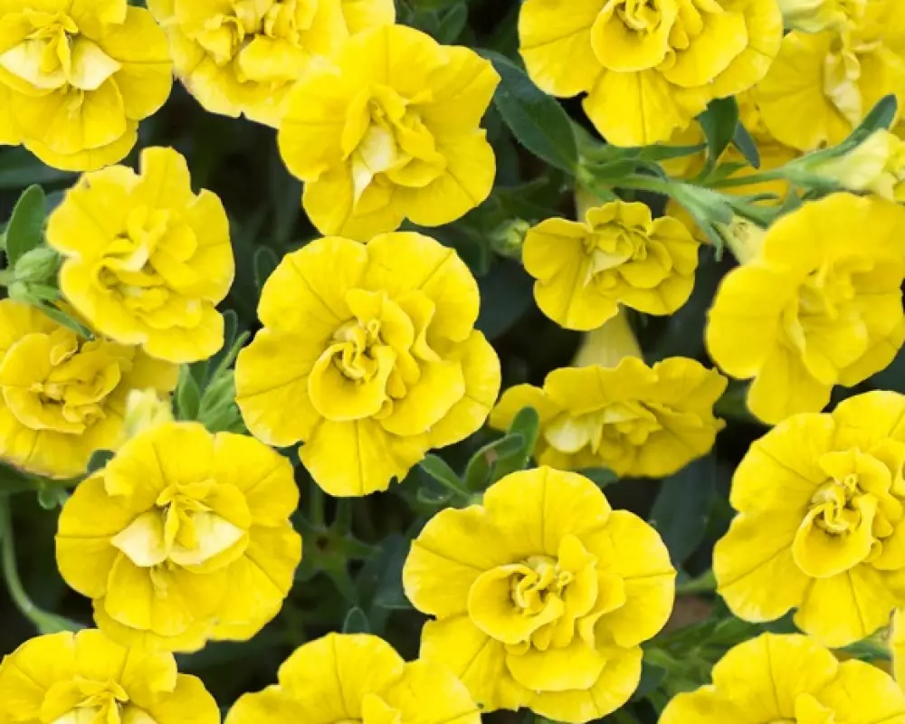 78. Калибрахоа Aloha Double Yellow (9 шт.)