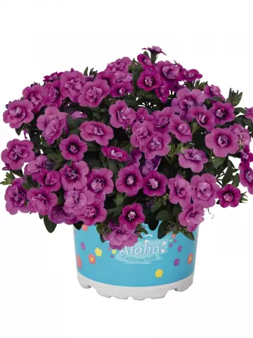 7801. Калибрахоа ALOHA DOUBLE DARK PINK (9 шт.)