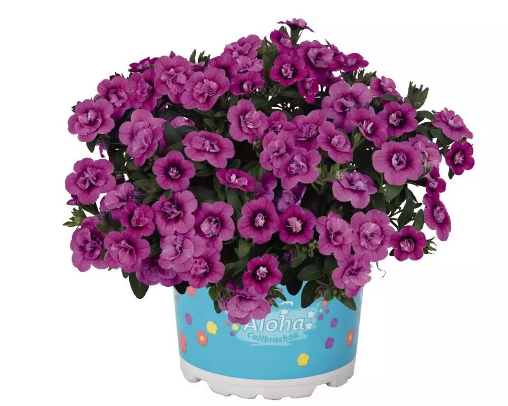 7801. Калибрахоа ALOHA DOUBLE DARK PINK (9 шт.)