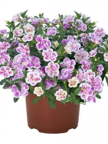 7802. Калибрахоа Aloha Double Pink Blush (9 шт.)