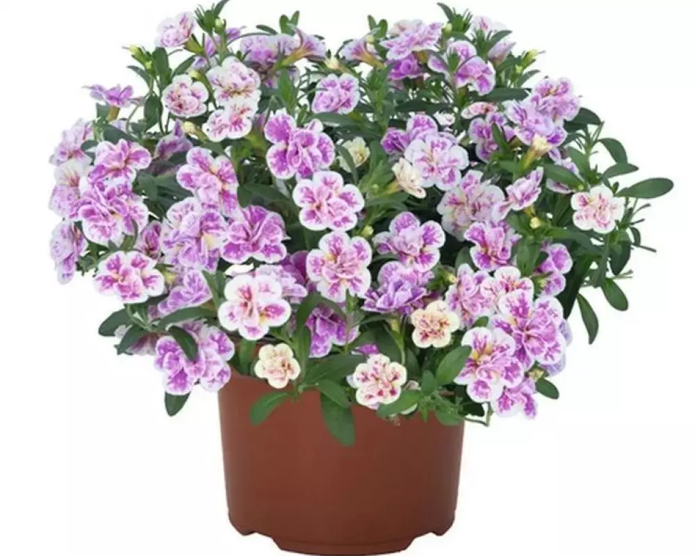 7802. Калибрахоа Aloha Double Pink Blush (9 шт.)